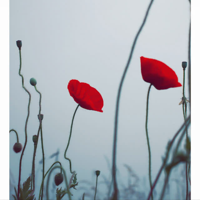Disappeared Completely - Not With Me